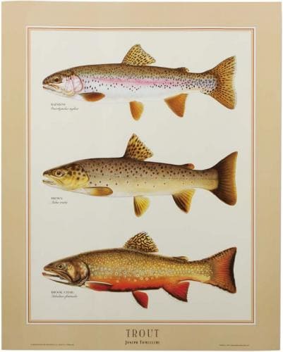fiiiiish chart poster trout identification ストリームトレイル